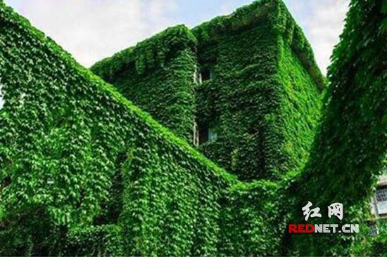 整个房子就像穿了一件绿色罩衣，既清凉又养眼（网友供图）