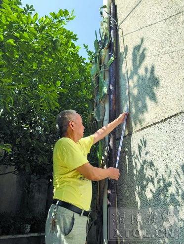 张长春经常帮这株仙人掌量“身高”