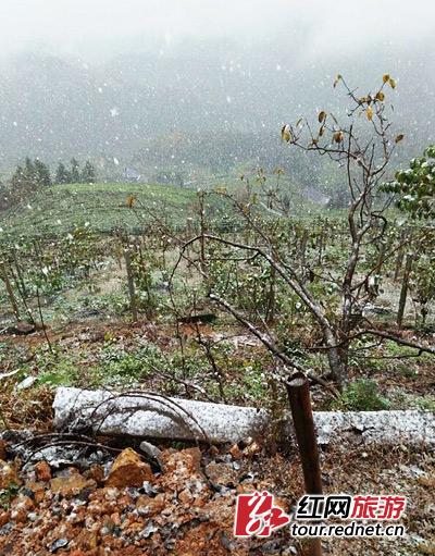 11月8日,湖南常德东山峰降下初雪。东山峰管理区供图
