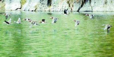 　11月12日，东安县高岩水库出现大群野生鸳鸯。唐明登 摄