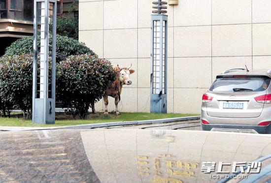 　　昨日，从菜市场逃脱发狂的黄牛，在浏阳河大道一处人流车流稀少路段被警方击毙。　　长沙晚报记者黄启晴 摄