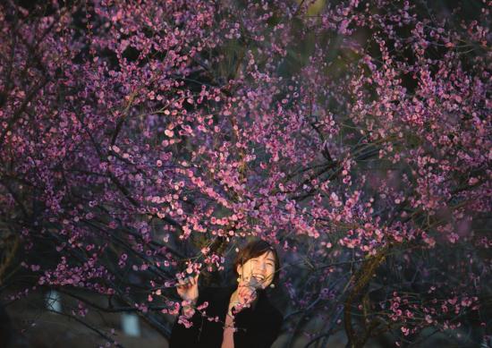 
	2月12日，湖南省森林植物园，市民在梅花树下玩耍，享受难得的阳光。图/记者辜鹏博
