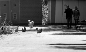 韶山南路某小区，一群四处觅食的土鸡。图/记者金林