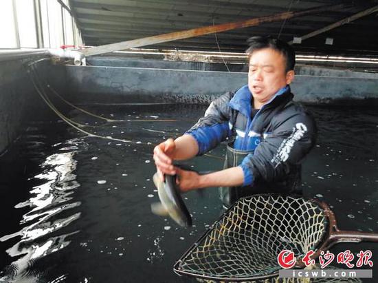 长沙一返乡创业者养瘦身鱼 年销售额近千万元