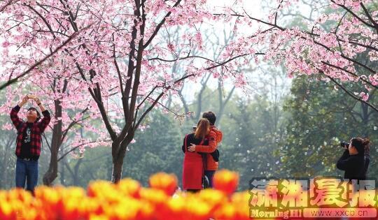 近日，晓园公园里的樱花绽放，吸引不少市民留影。图/摄友团姚勇