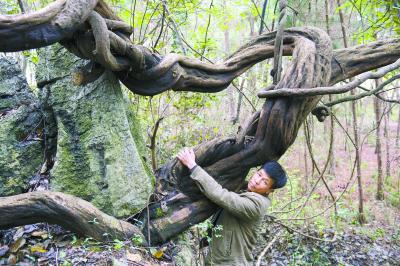 野生禾雀花古藤，一个成年人都难以合抱