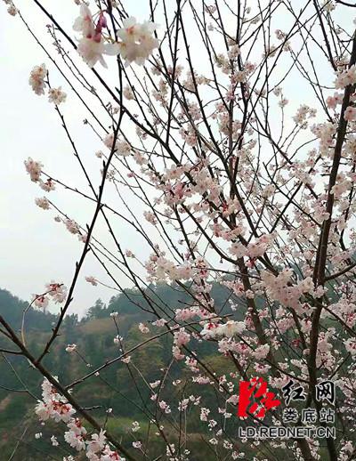 野樱桃花。