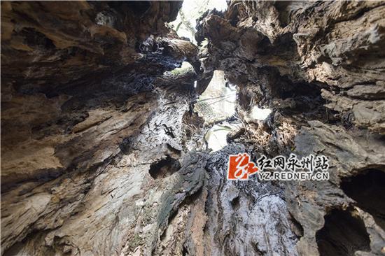  站在树干空心处向上仰看，别有洞天。——唐明登摄 