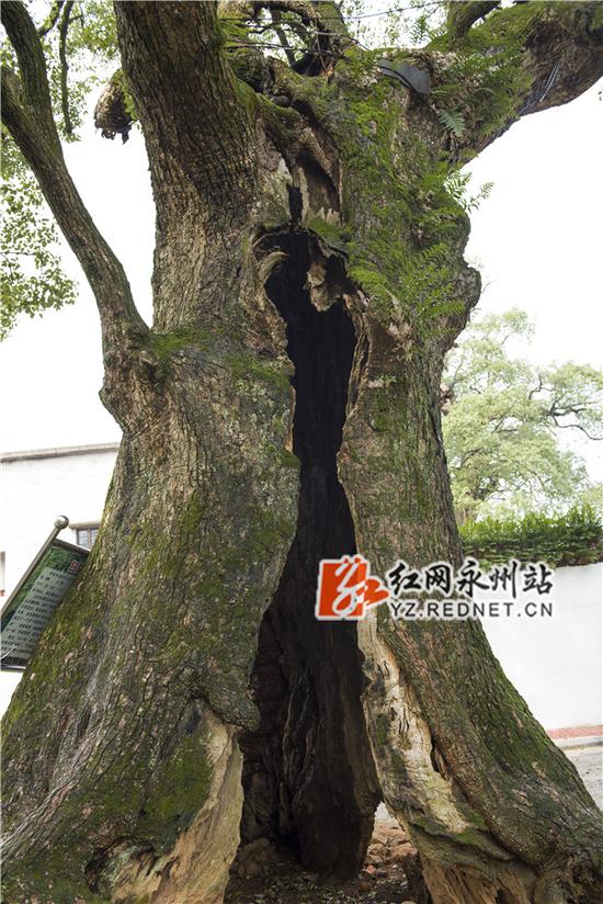 全身空心，只剩树皮的古香樟——唐明登摄