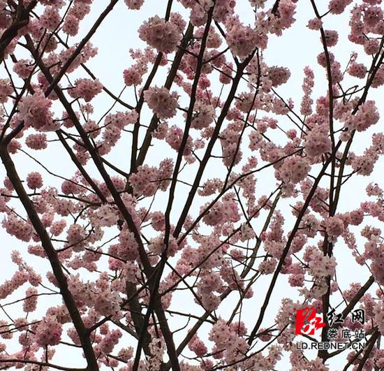 野樱桃花。