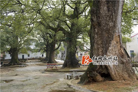　　白竹九老古香樟群——唐明登摄