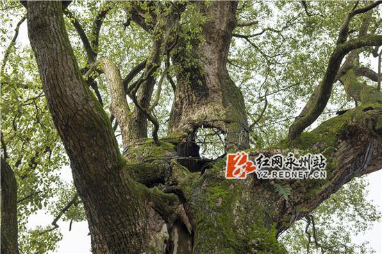 　为了古香樟树的保护和安全，村民用钢丝绳捆绑加固。——唐明登