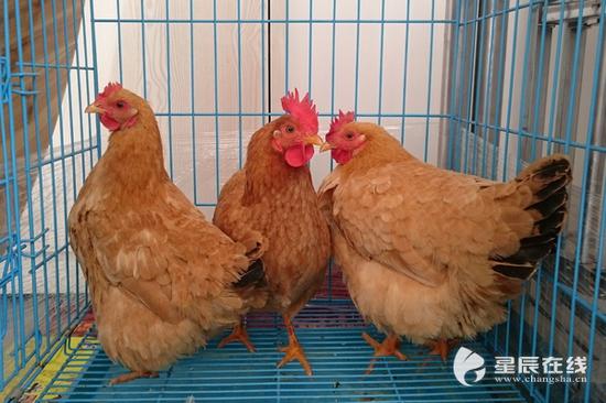 长沙市活禽交易市场从3月17日起休市21天。