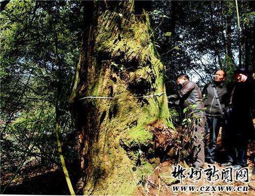 桂东县林业技术人员在为“甜槠王”量身