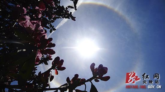 4月13日13时45分许，在梨树洲风景区上空出现了罕见的日晕景观，日晕光环与杜鹃花锦绣花园煞是好看。