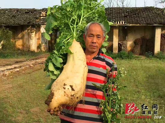道县审章塘乡加陆洲村的村民王重庆在自家的萝卜地里挖出的重约34斤巨型萝卜