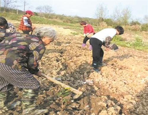 （图为蒋春雷组织农民规模种植沃柑苗。）