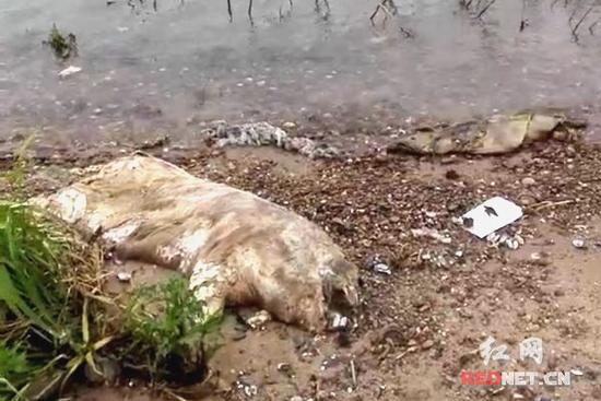 在雨湖区犁头村十万垄大堤下发现高度腐烂的死猪