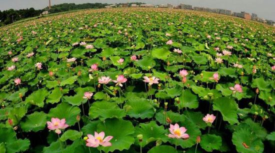  （湘潭县花石湘莲产业基地） 