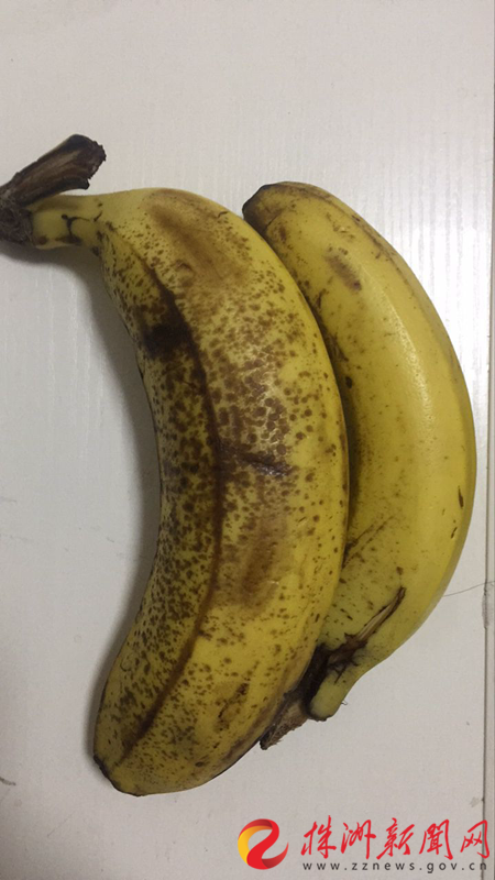 膨大的香蕉和罗先生新购买的同品种香蕉比较(记者 赵露摄)