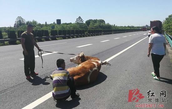 &nbsp;　　驾驶员与同行人员准备将牛牵上货车