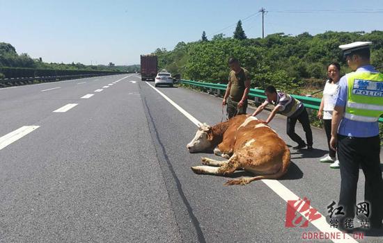  　　准备合力把牛抬上货车