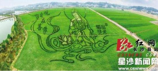 在长沙县江背镇五福村的一处稻田,面容安详、身姿飘逸的观音菩萨随着水稻的生长在稻田中浮现,观之令人啧啧称奇。曾诗怡 摄