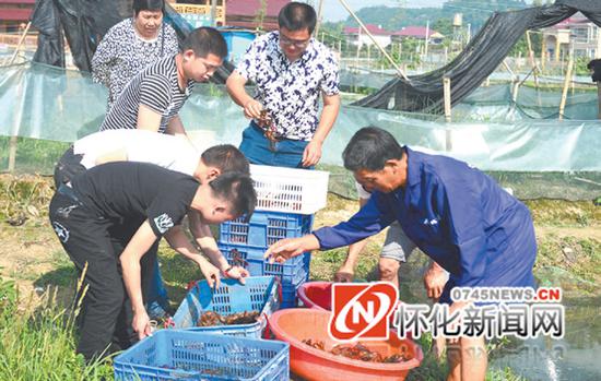 养殖场职工在挑选捕获的龙虾，大的上市，小的留着继续饲养。