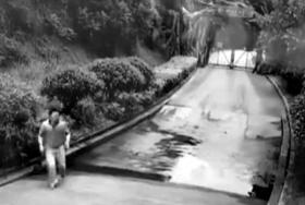 6月10日,长沙生态动物园,一名男子从孟加拉虎散养区大门旁的小路冒出来。