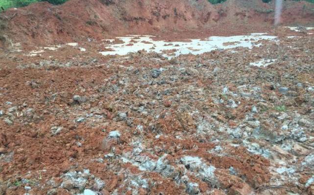 湖里湿地旁，土地被人挖开开采白瓷泥后，又用黄土掩埋 记者贺天鸿 摄