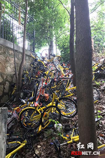 在不显眼的小山坡上，被扔掉的共享单车堆积成山。