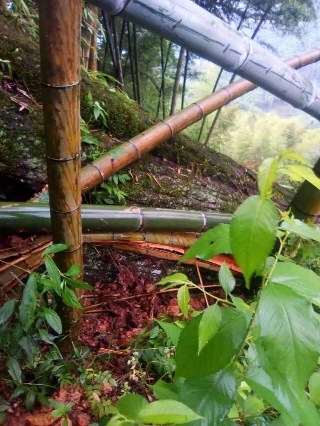 邵阳这棵古树惹祸了 一下砸倒八间木房