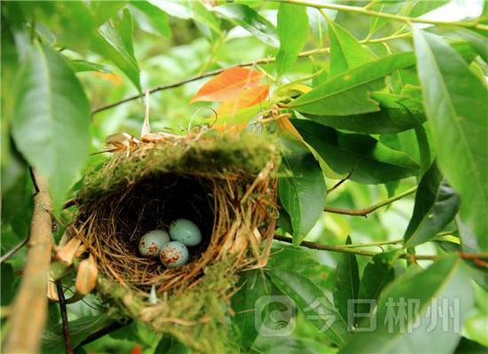 郴州发现黄鹂群落 好多鸟巢鸟蛋鸟宝宝_新浪湖南_新浪网
