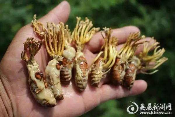 修愈乐白蛋白蝉花虫草肽用法 适宜人群有哪些