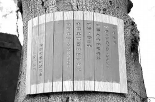 这棵皂角树已有181年历史,被列为市级保护古树(陈杰 摄)
