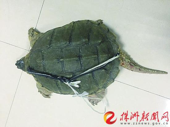 鳄龟的尾巴较长，上面还有锥刺（记者 刘玺 摄）
