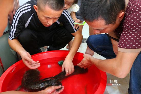 
	林业部门工作人员在检查“娃娃鱼”健康状况。
