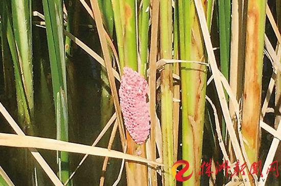 粉色的福寿螺卵，粘在天鹅湖岸边的芦苇叶上。（刘玺 摄）