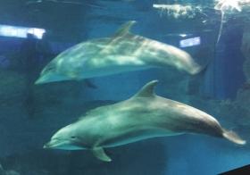 8月12日,长沙海底世界,两只满月的海豚宝宝。图/记者 斯茅庚