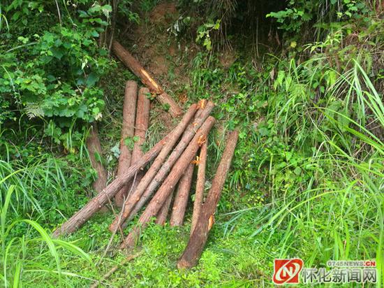 砍伐现场