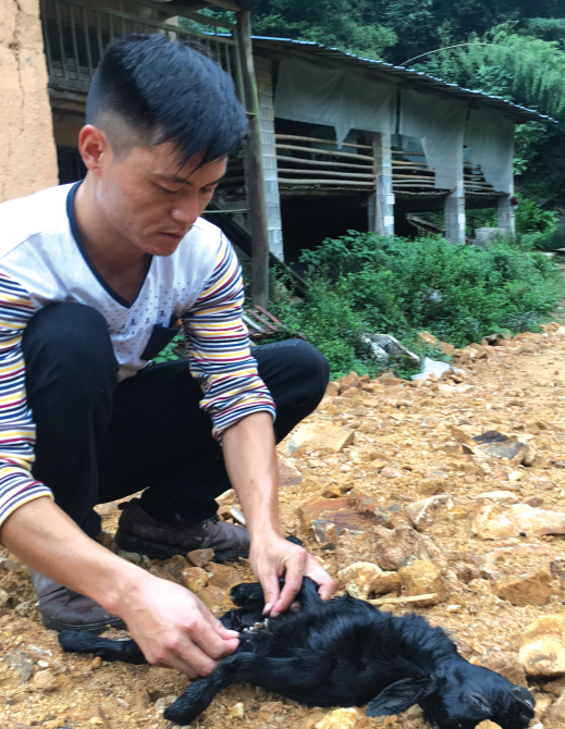 这只黑山羊被咬死了，养殖户郑岳利正在检查伤口。记者李小雷