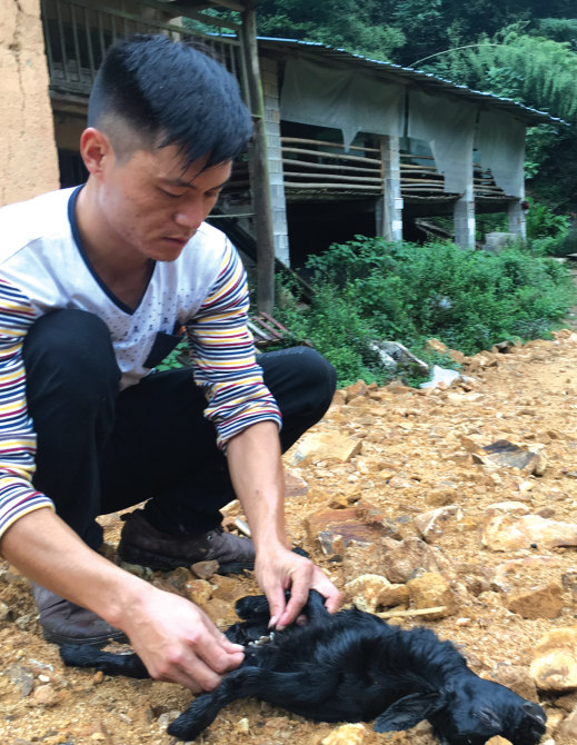 这只黑山羊被咬死了,养殖户郑岳利正在检查伤口。记者李小雷