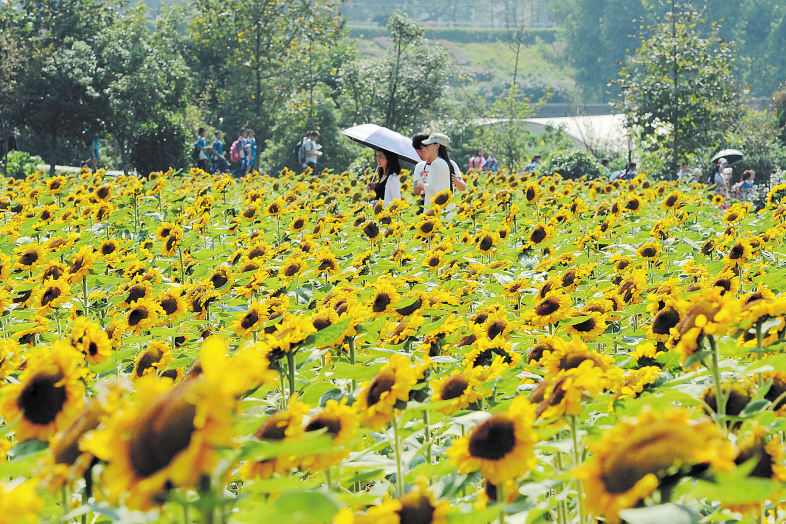 国庆中秋假期，省森林植物园葵花基地里的向日葵盛放，吸引了众多市民和游客观赏。长沙晚报记者 贺文兵 摄