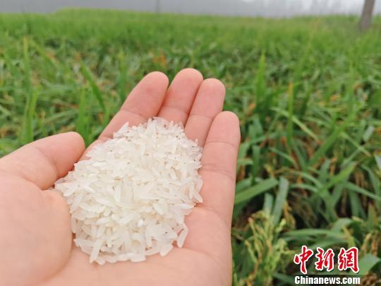 湖南高档优质稻种植面积今年可达到1026万亩。 王昊昊 摄