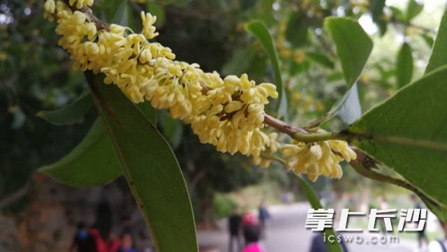 一丛丛桂花吐露芬芳。