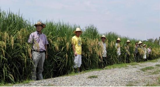 夏新界(前排左一)站在“巨型稻”中间。中科院亚热带农业生态研究所供图。