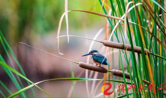 神农湖畔的芦苇丛中，一只翠鸟站立在枝头，神态怡然自得。（梁毅 摄）