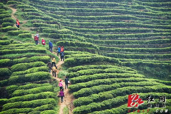 安化县茶农采摘春茶的情景。彭国兴摄。