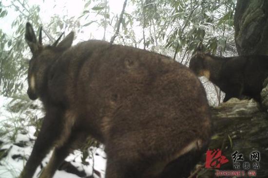 常德市石门县壶瓶山自然保护区工作人员拍摄到斑羚母子休息的视频截图。
