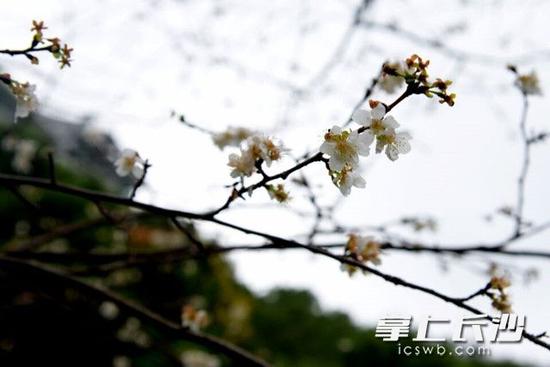 望月公园内樱花“春花秋开”，成为公园别样风景。长沙晚报记者周柏平 通讯员 钟祎 摄影报道